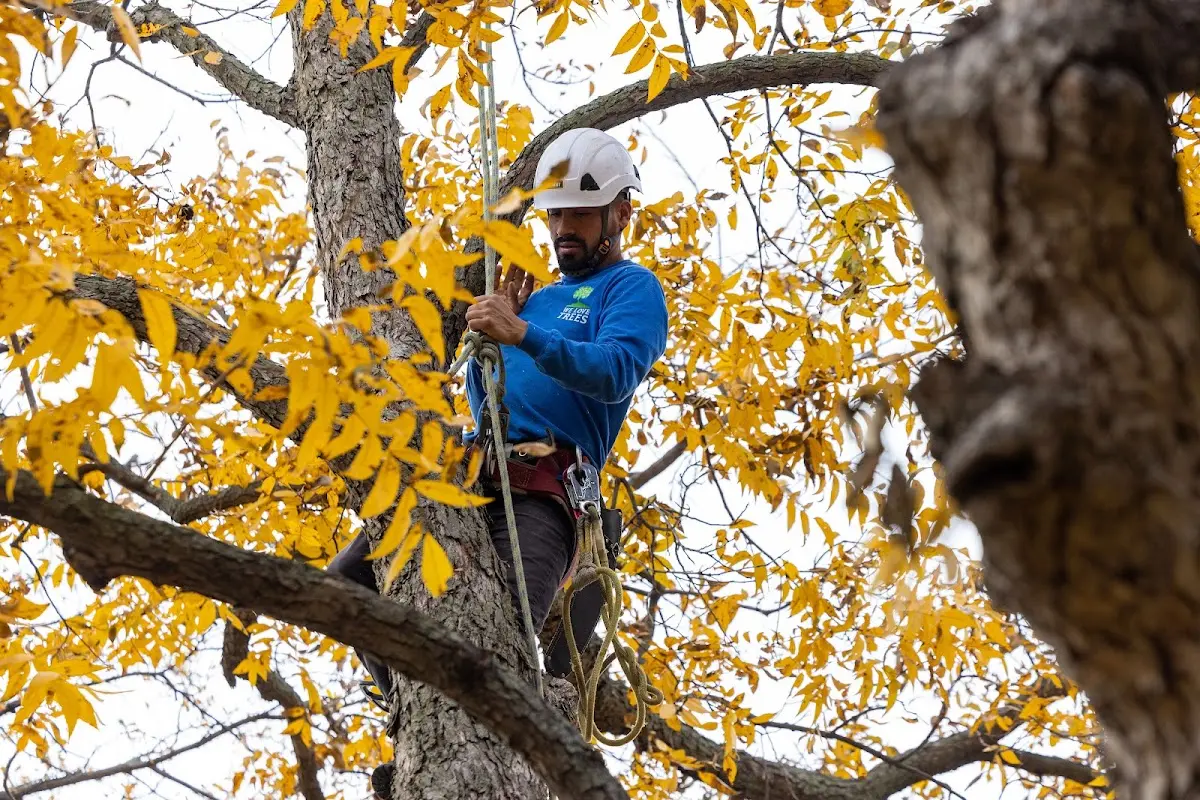 Skilled Storm Damage Cleanup crew working in Sandwich